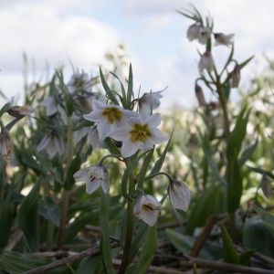 Fritillaria bucharica 'Giant'