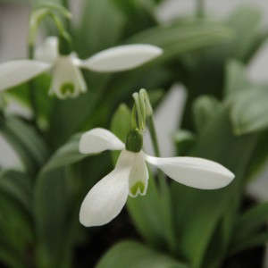 Galanthus 'Mount Everest'