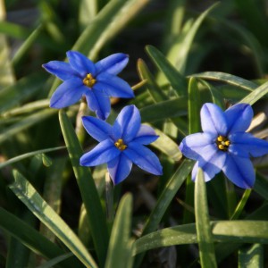 Ipheion uniflorum 'Jessie'