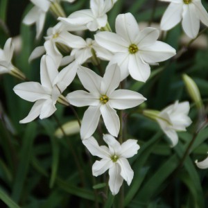 Ipheion uniflorum 'Alberto...